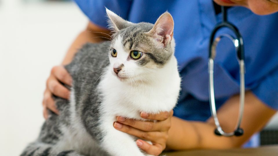 Cat being examined by veterinarian