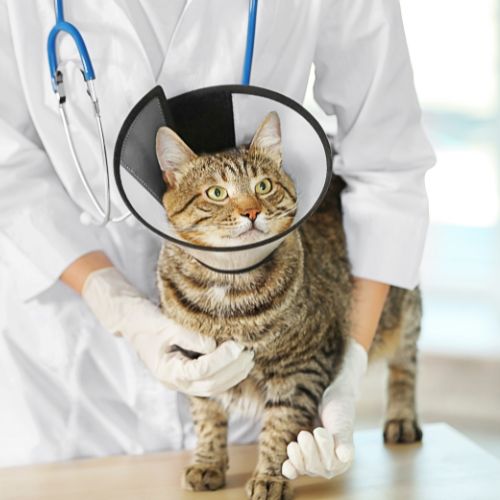 Cat being held by a vet in a cone