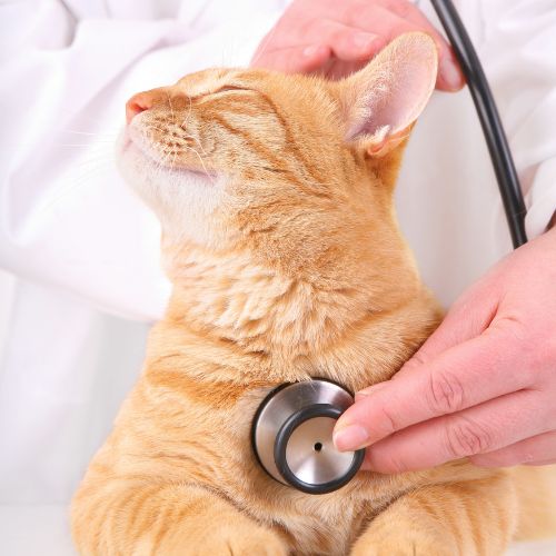Cat relaxing at the vet while getting examined