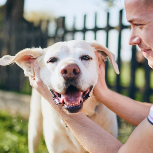 Dog being pet by a man