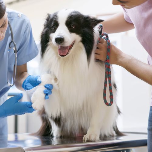 Dog getting a bandage put on its paw