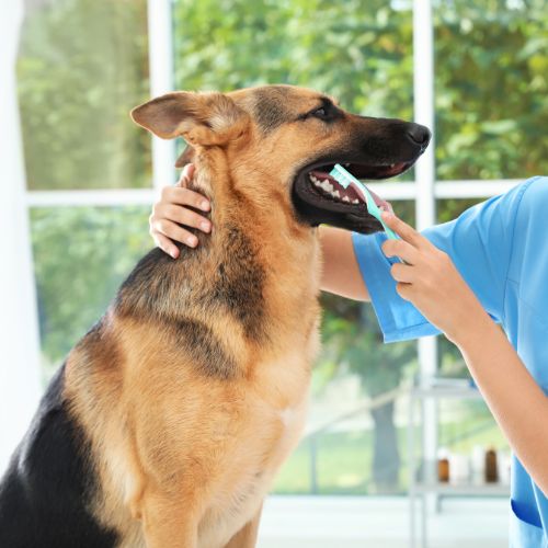 Dog getting its teeth brushed