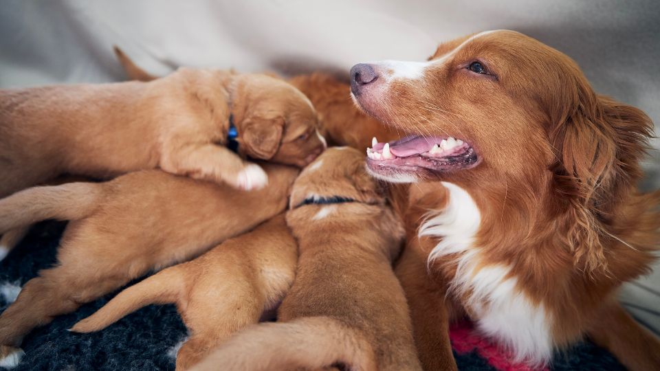 Dog laying with puppies