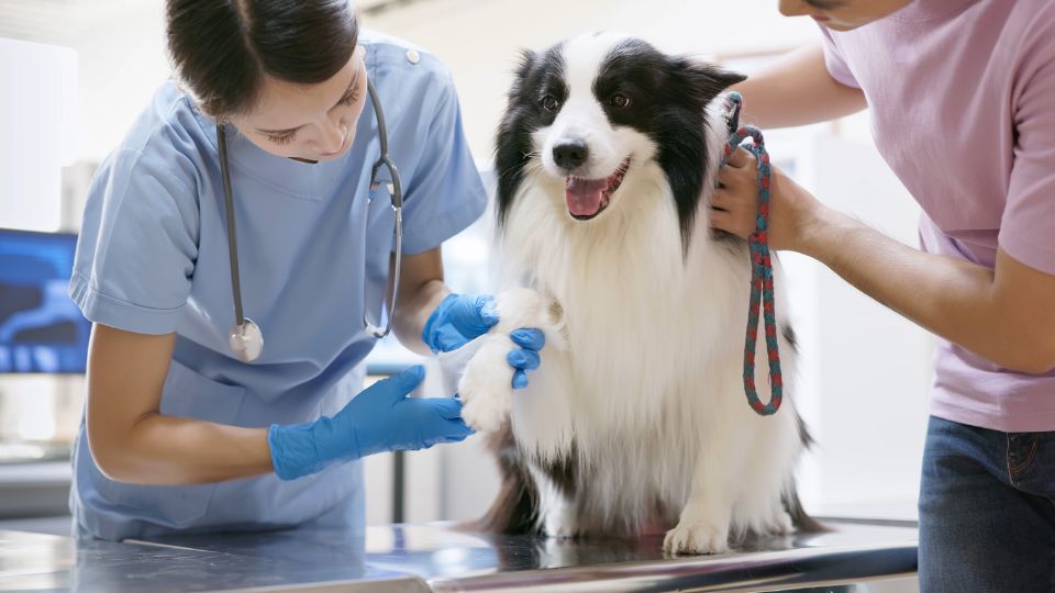 Dog receiving medical treatment