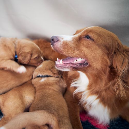 Dog with puppies