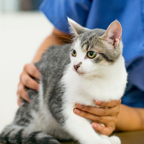 Cat being examined by veterinary staff