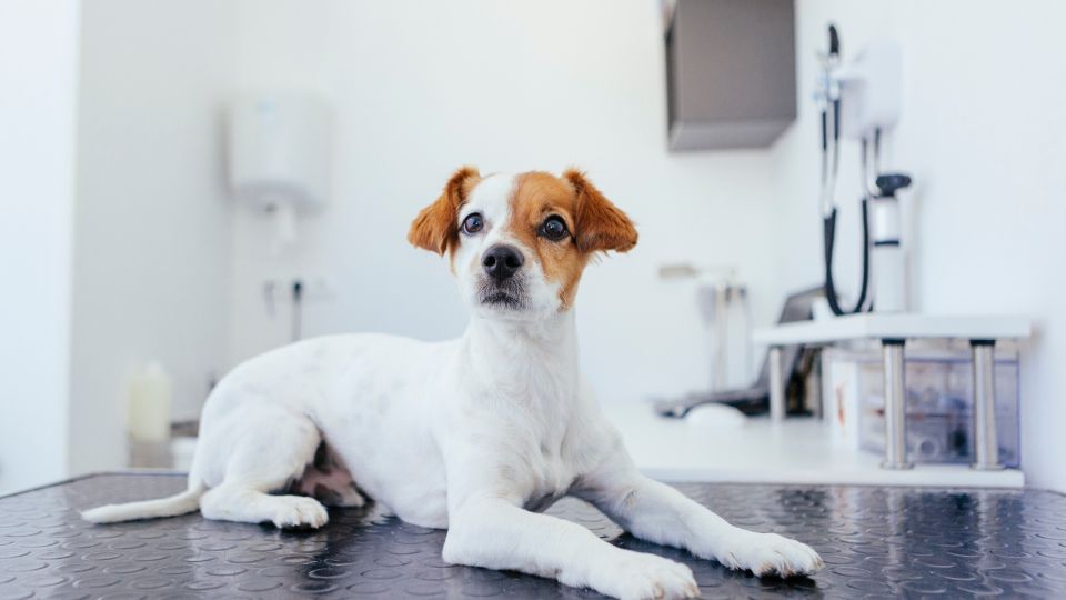 Small dog sitting on an exam table at the vet