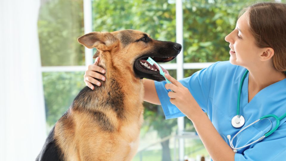 Veterinarian brushing a dog's teeth