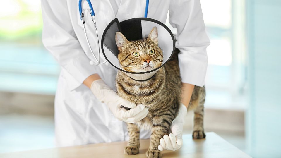 Veterinarian holding a cat wearing a cone after surgery