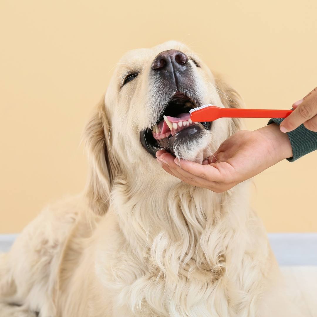 Doggy dental cleaning