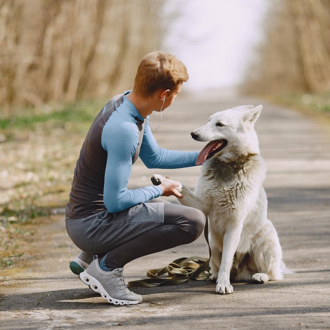 Doggy playing with a man