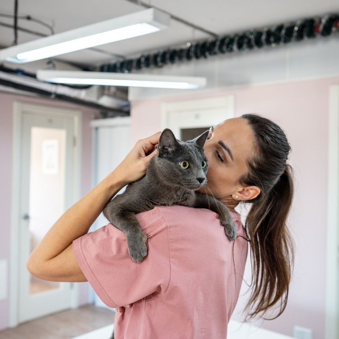 Kitten playing with parent