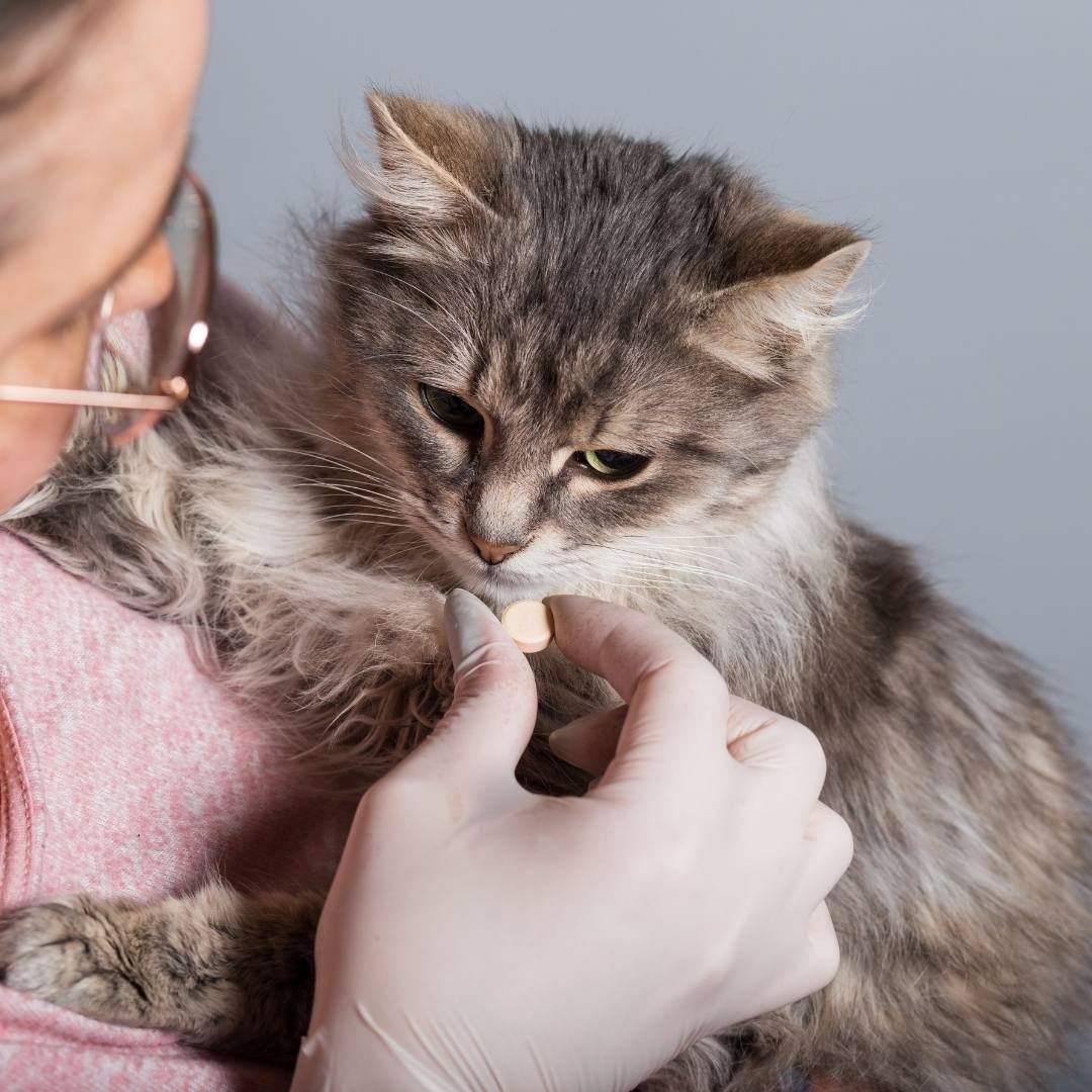 Kitten having its medicine Kitten having its medicine