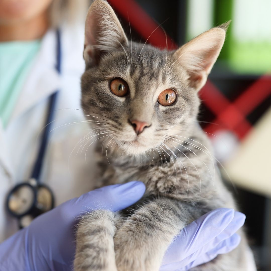 Kitten looking at the camera Kitten looking at the camera