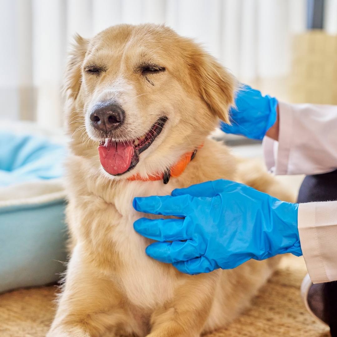Puppy having a good time