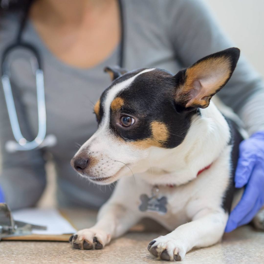 Puppy having an urgent care