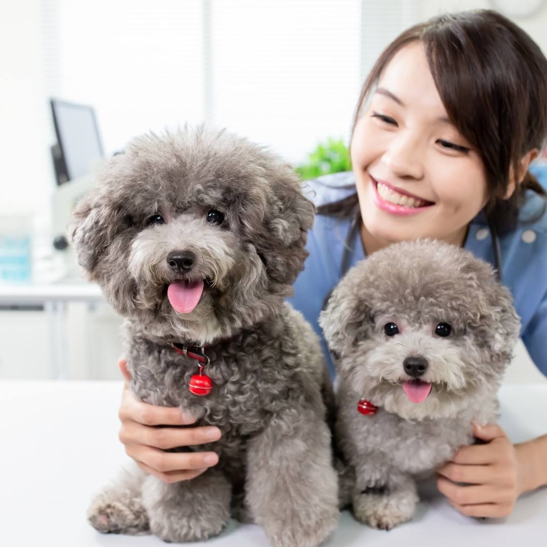Two puppies sitting on a table