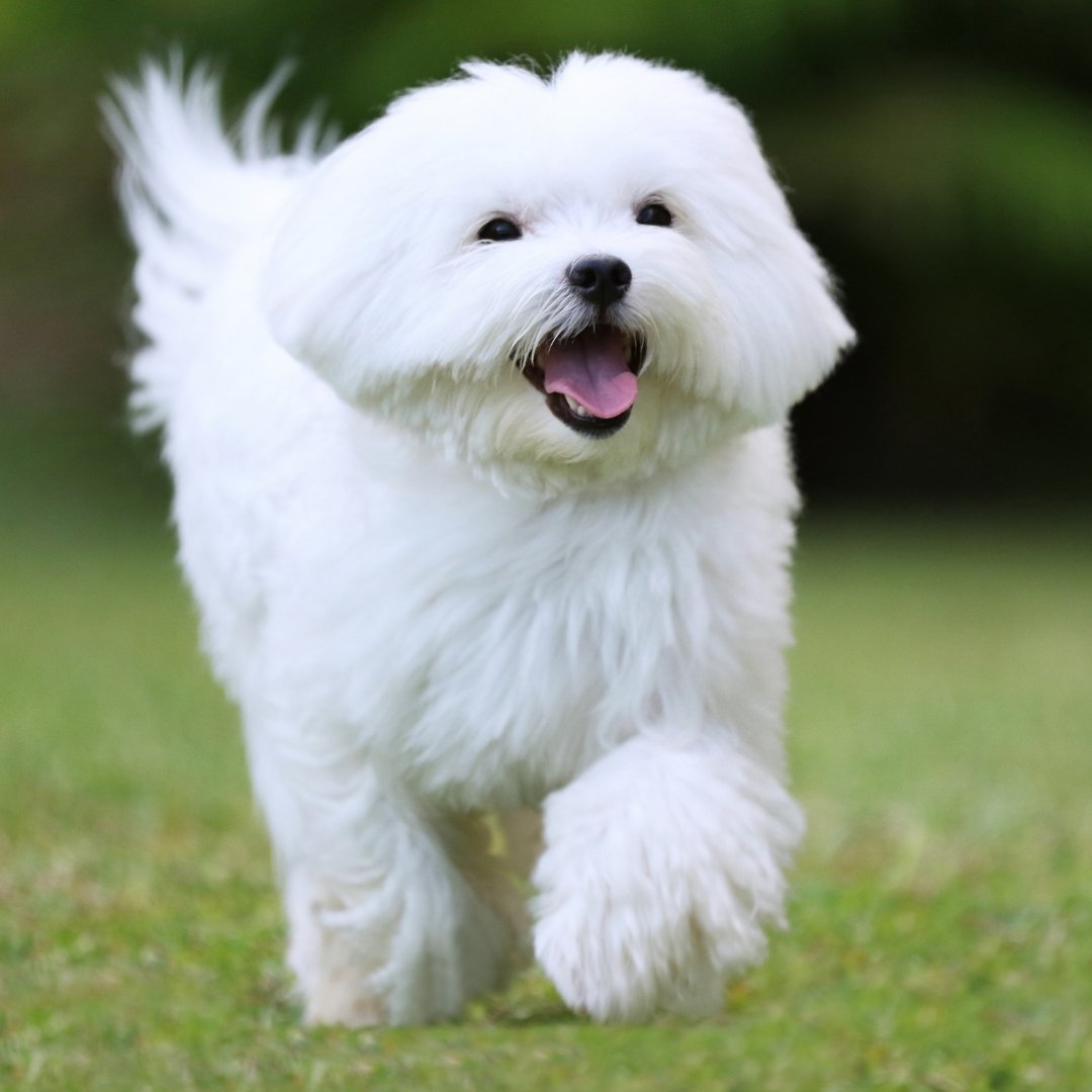 Cute white puppy running on the field