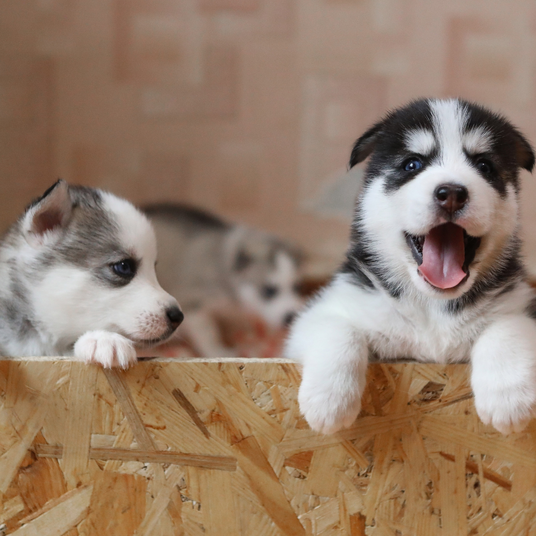happy husky puppies in a box