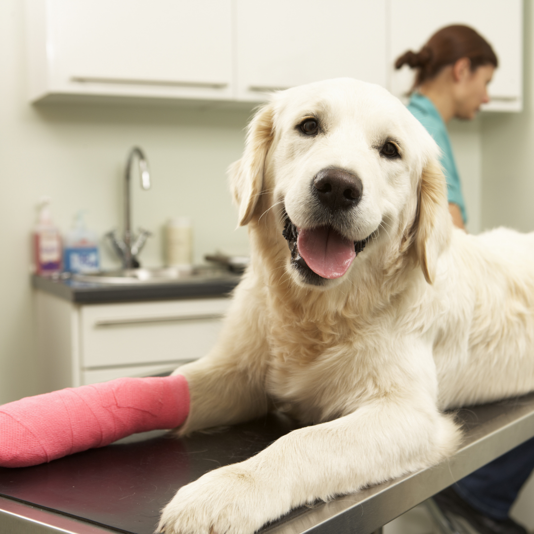 a dog laying on an examination table at the vet with a cast on it's paw