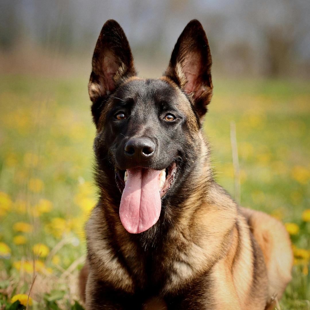 Puppy sitting in the field
