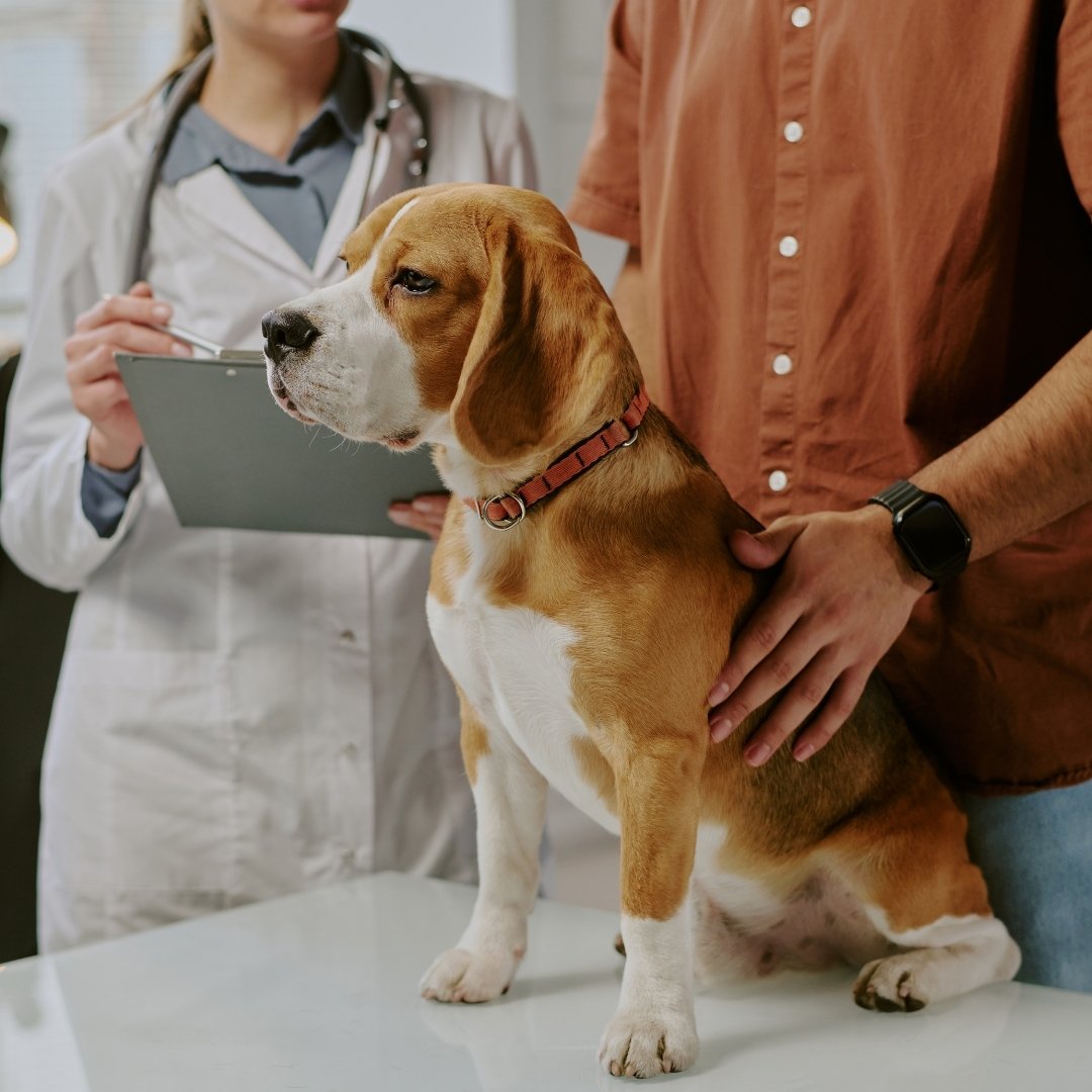 Puppy sitting on the doctor's table