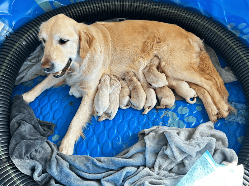 Dog lying on pet bed with her puppies