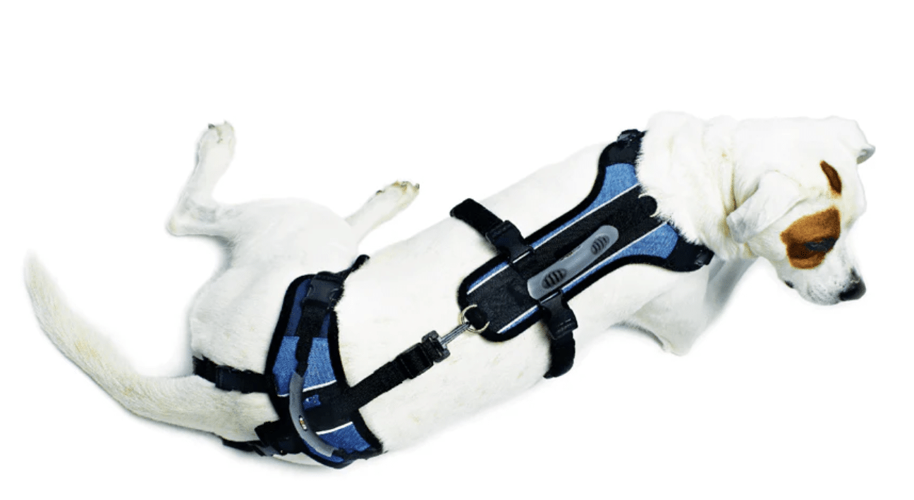 A white dog wearing harnesses