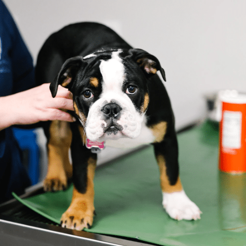 vet staff holding a dog on a table