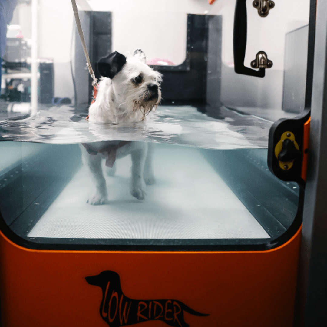 Dog during Hydrotherapy