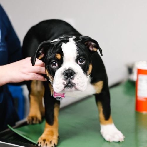 vet staff holding a dog on table