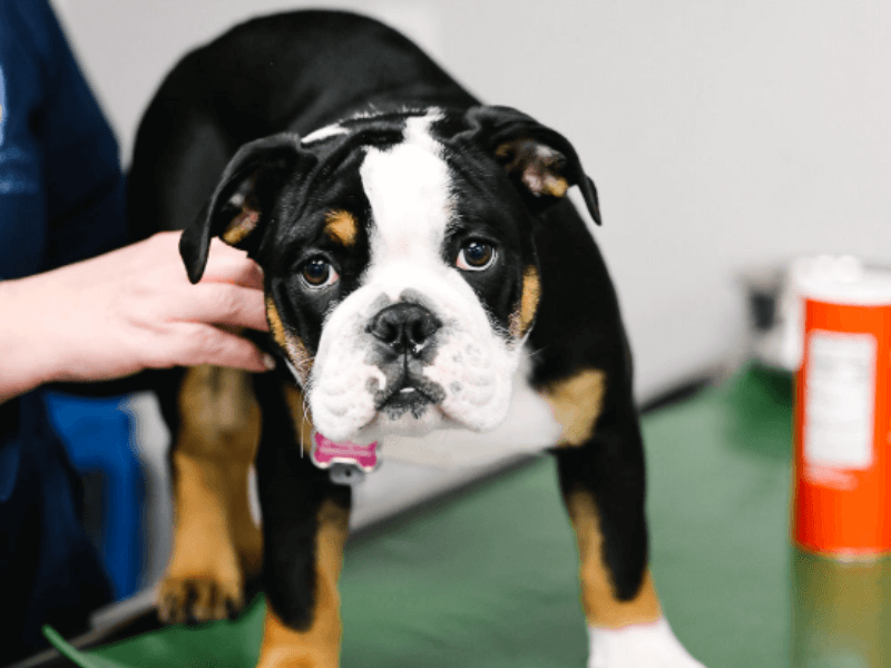 vet staff holding a dog on a table