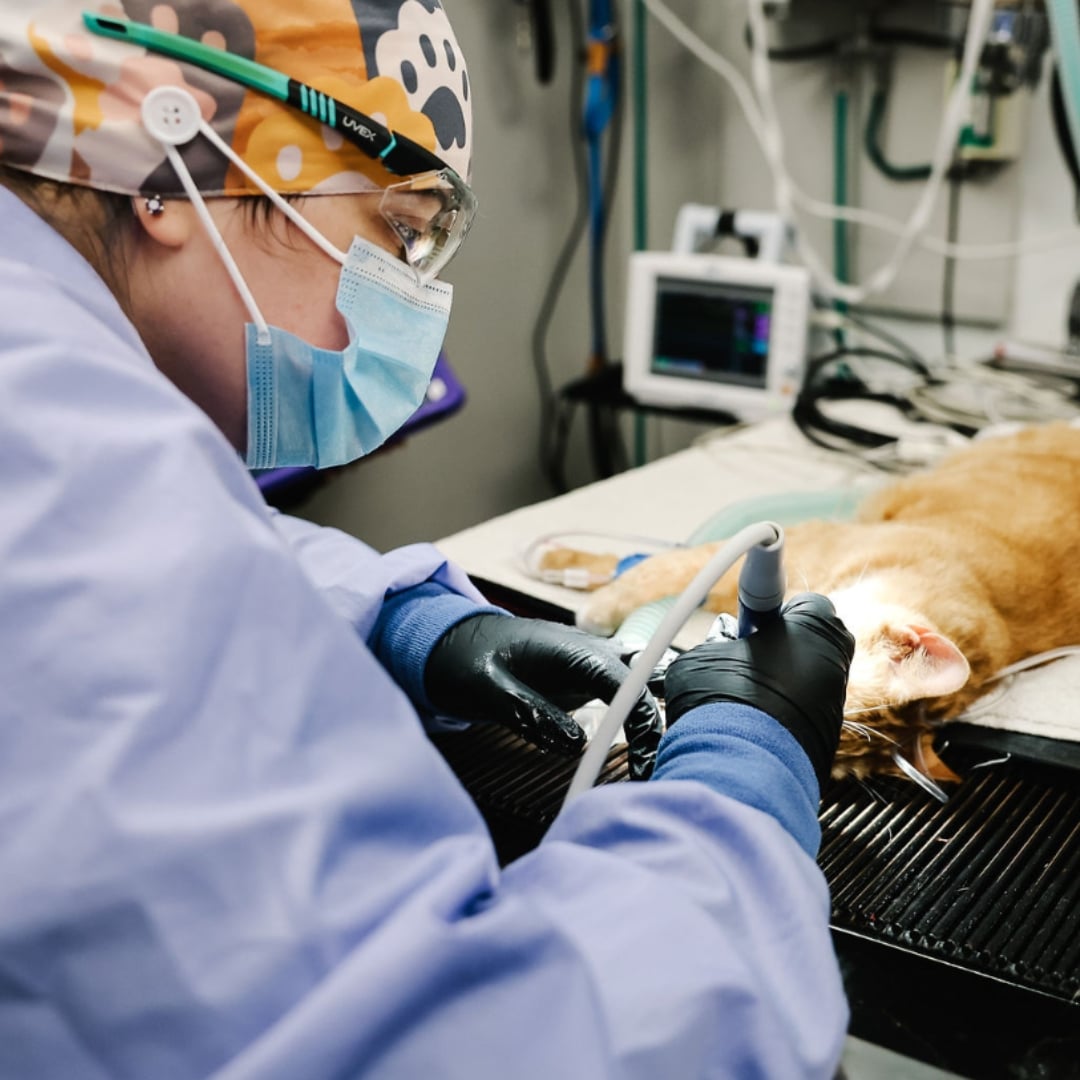 vet doing dental procedure for a pet
