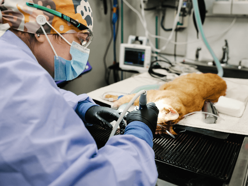 vet doing dental procedure for a pet