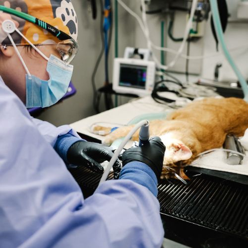 vet doing dental procedure for a dog
