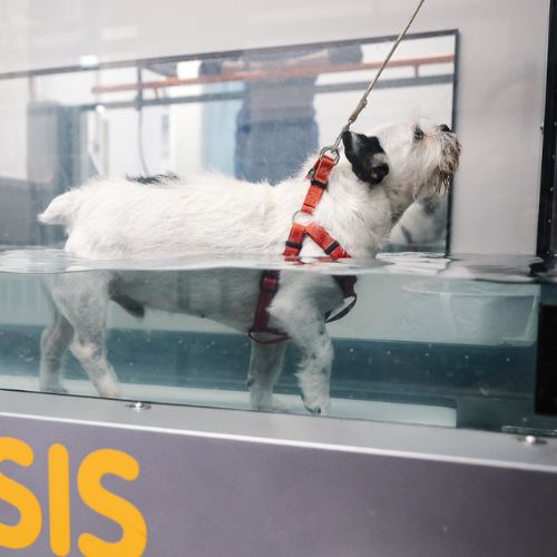A dog during the rehabilitation therapy