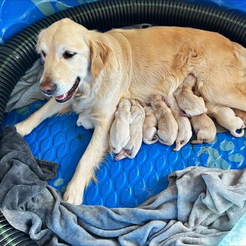 A dog lying on pet bed with her puppies