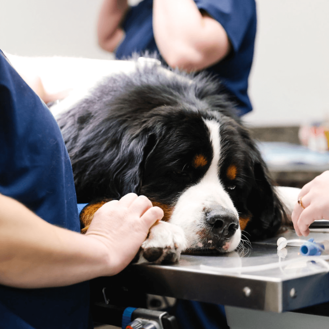 A dog lying on surgery table with vet and staff around