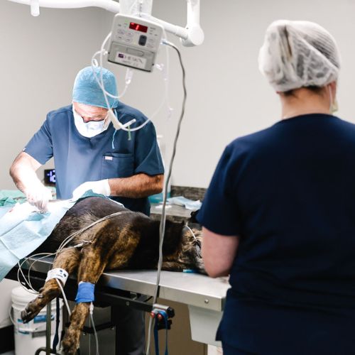 vet and staff performing surgery of a pet