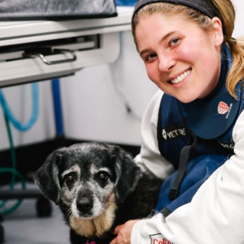vet staff with a dog