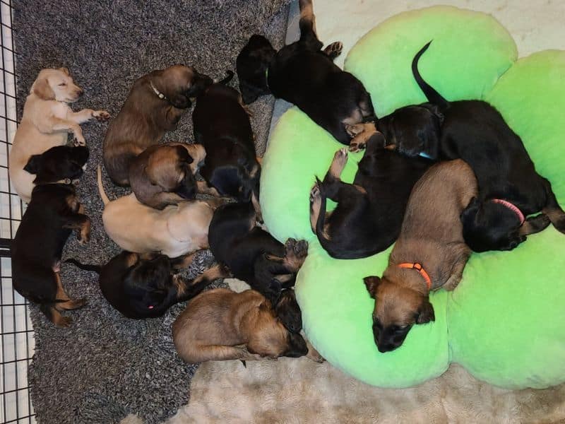 Puppies lying together