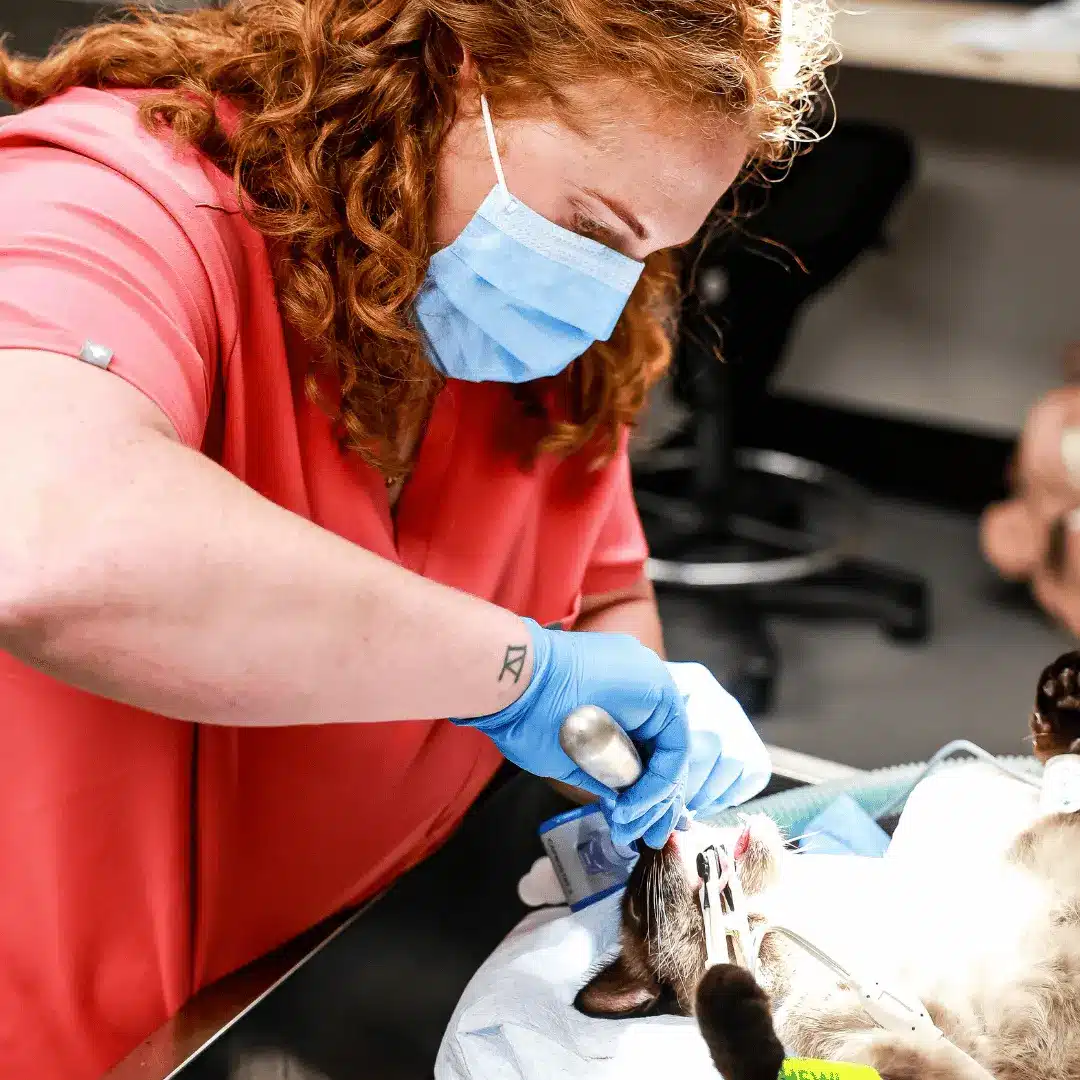 vet doing dental procedure for a dog