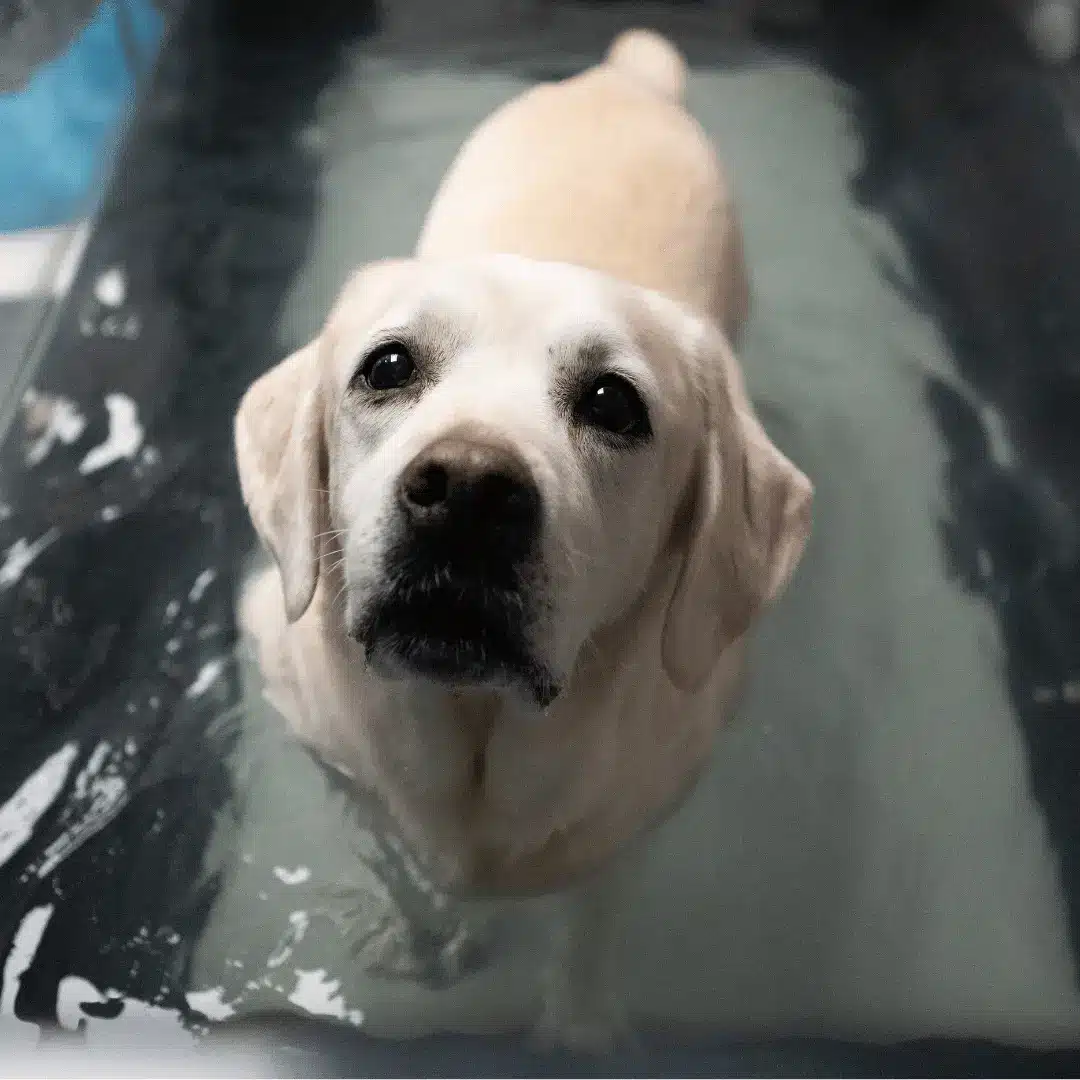 A dog during the rehabilitation therapy