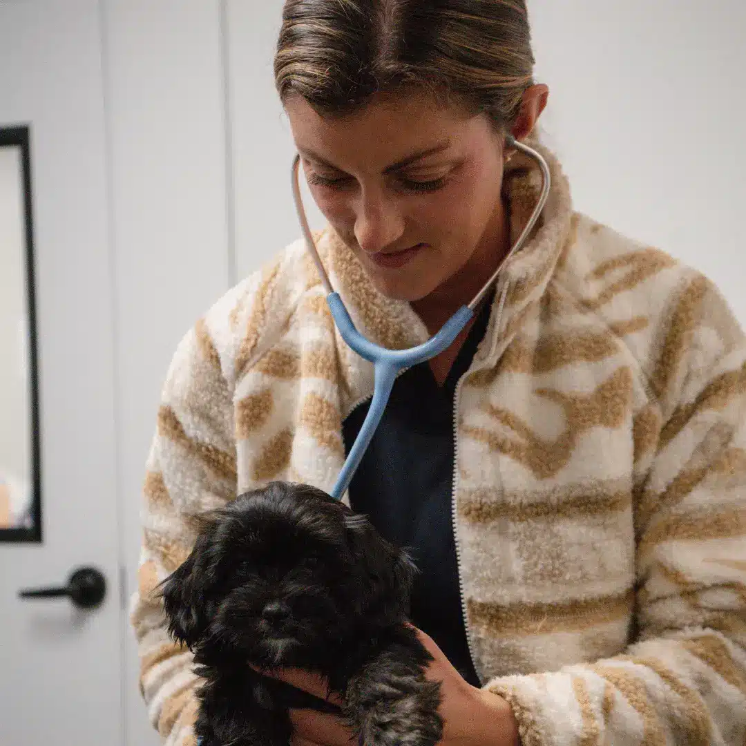 vet staff holding a dog on table